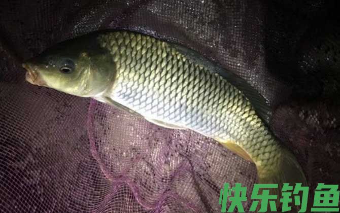夜晚钓鲤鱼用什么饵料最好？(图1)