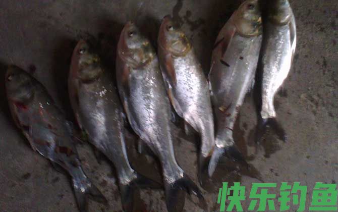 钓鲢鱼商品饵料配方大全(图1)