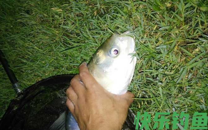 钓鲢鱼商品饵料配方大全(图3)