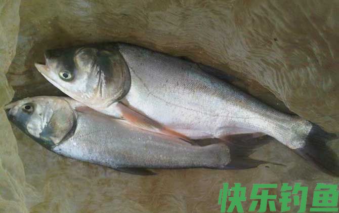 钓鲢鱼商品饵料配方大全(图4)