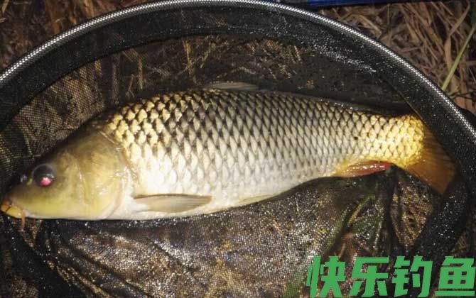 初夏钓鲤鱼饵料配方大全(图4)