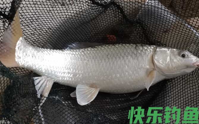 速攻918能不能钓鲮鱼？(图1)