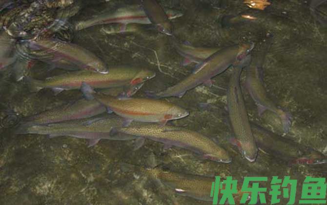 钓鳟鱼用什么鱼饵最好？(图4)