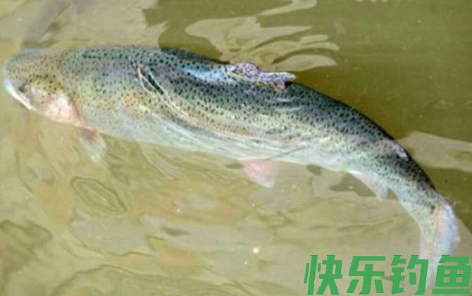 钓鳟鱼用什么鱼饵最好？(图2)