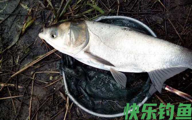 鲢鳙喜欢什么味道的饵料？(图4)