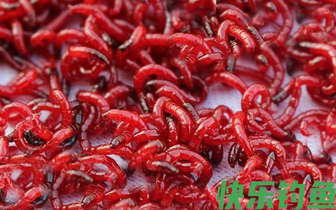 钓鲫鱼用蚯蚓好还是红虫好？(图1)