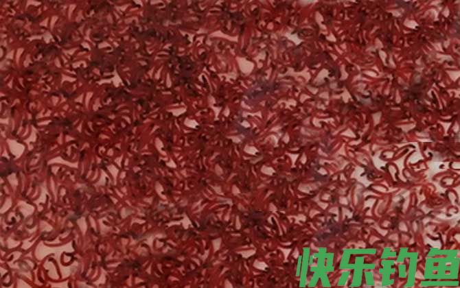 红虫保存温度多少合适？(图1)