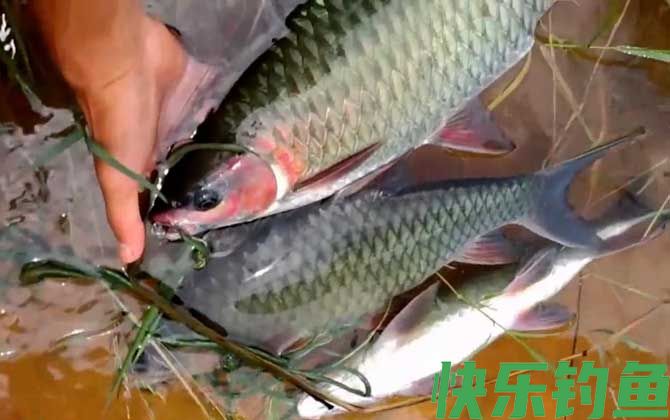 钓军鱼用什么打窝用什么作饵？(图2)