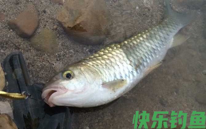 钓军鱼用什么打窝用什么作饵？(图4)