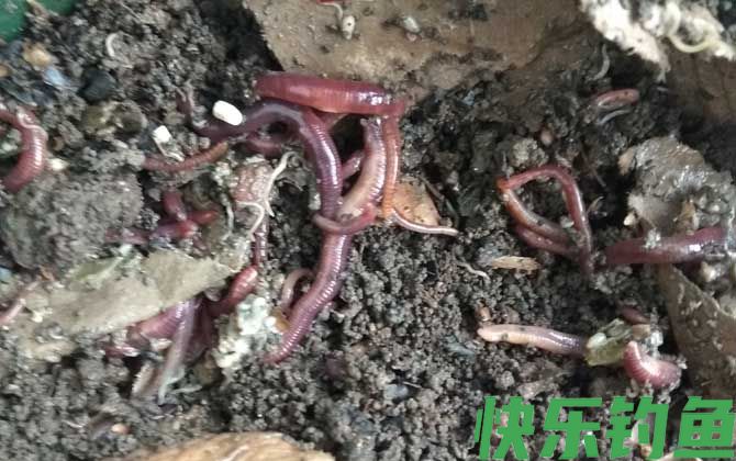 河里野钓用什么饵料？(图1)