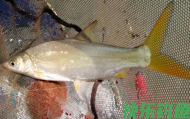 野钓黄尾鱼用什么饵料好？(图4)