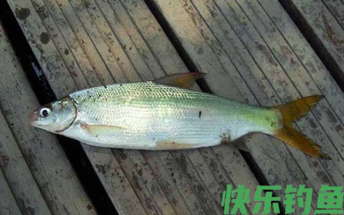 野钓黄尾鱼用什么饵料好？(图2)