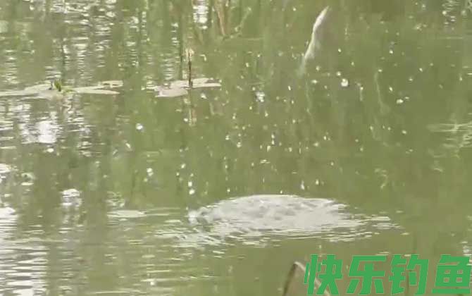 水库钓鱼打窝用什么窝料？(图4)