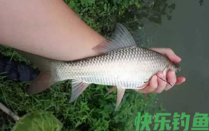 钓鲮鱼用什么打窝?(图2) 钓鲮鱼用什么打窝?(图2)