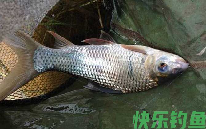 钓鲮鱼用什么打窝?(图1) 钓鲮鱼用什么打窝?(图1)