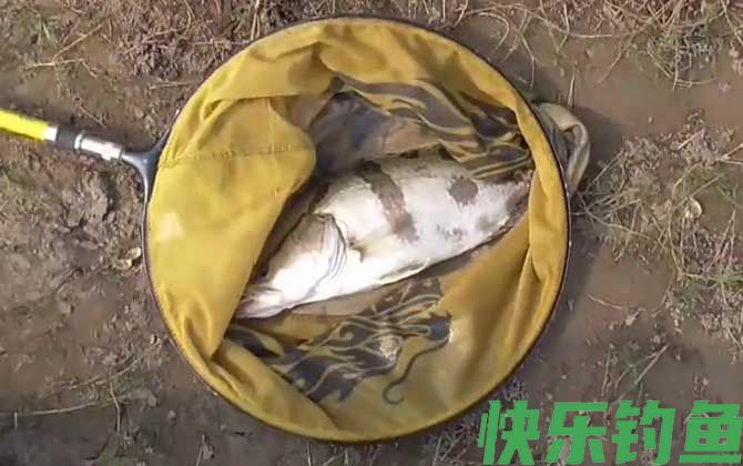 钓鳜鱼用泥鳅好还是河虾好？(图1)