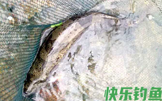 钓鳜鱼用泥鳅好还是河虾好？(图2)