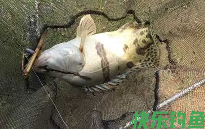 钓鳜鱼用泥鳅好还是河虾好？(图3)