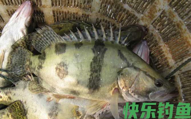 钓鳜鱼用泥鳅好还是河虾好？(图4)
