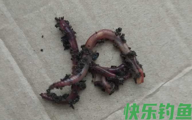 五月钓鱼用什么饵料最好？(图1)