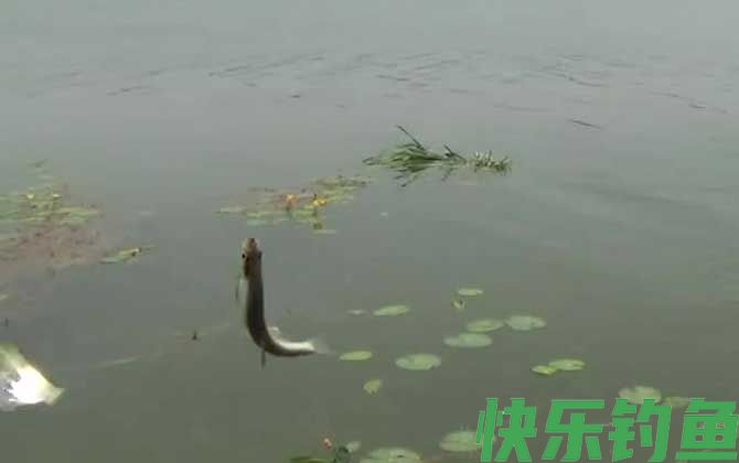 白条鱼吃蚯蚓吗？(图2)