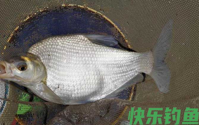 钓鳊鱼用什么窝料最好？(图2)