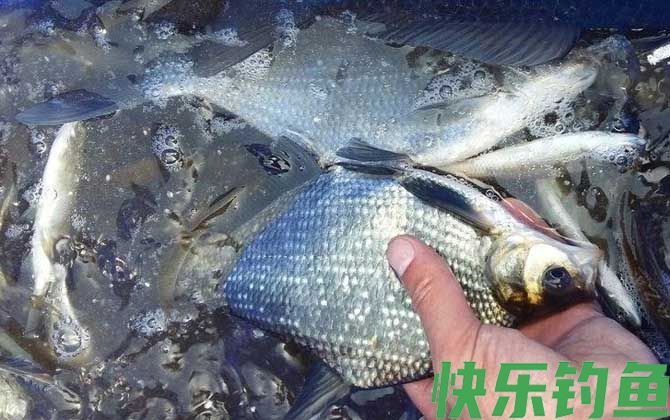 钓鳊鱼用什么窝料最好？(图4)