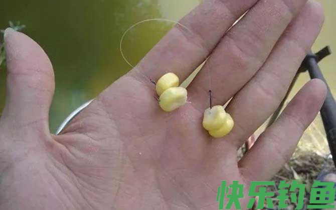 颗粒打窝玉米钓效果好吗？(图1)