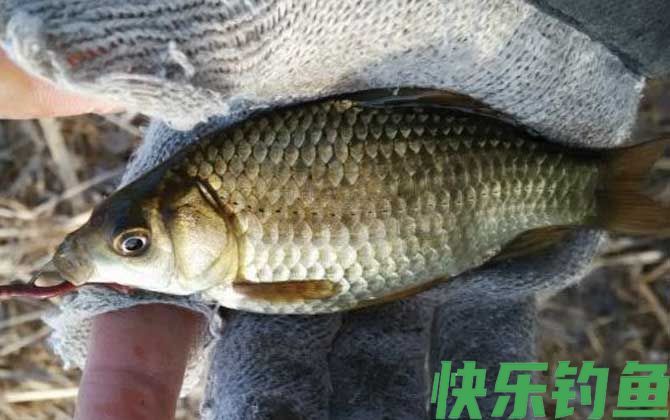 春天野钓鲫鱼最佳饵料配方(图1)
