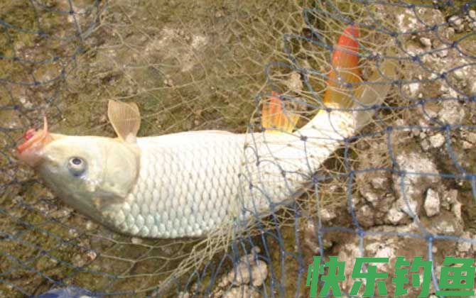 晚上野钓鲤鱼用什么饵料最好？(图2)