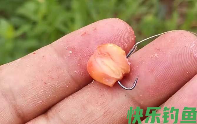 六月钓鱼用玉米怎么样？(图4)