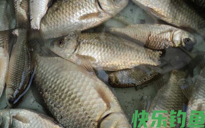 鲫鱼喜欢吃什么味道的饵料？(图2)