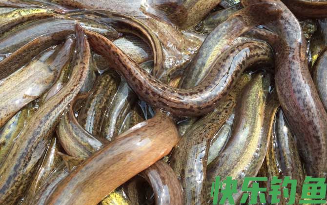 捉野生泥鳅用什么诱饵最好？(图2)