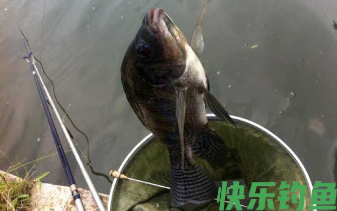 钓大罗非饵料排名第一的是什么？(图4)
