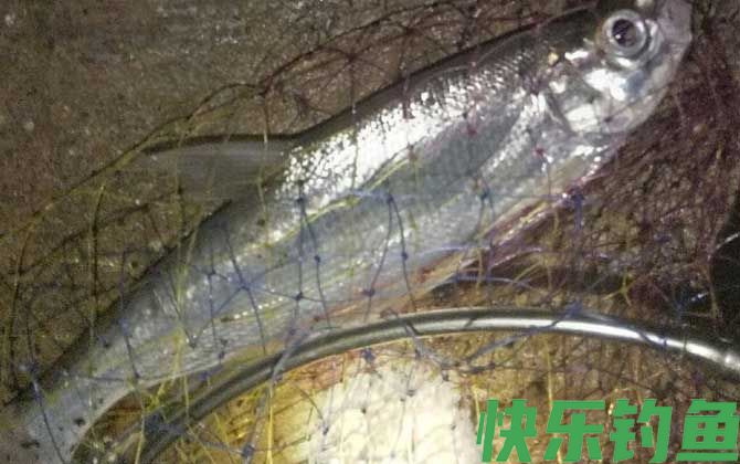 晚上用什么路亚钓翘嘴鱼好？(图1)