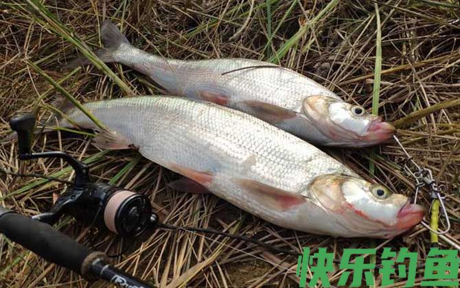 晚上用什么路亚钓翘嘴鱼好？(图3)