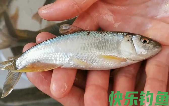 钓马口鱼用什么打窝最好？(图4)