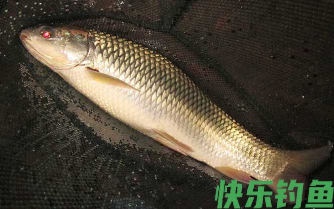 钓鲮鱼用什么商品饵料最好？(图2)