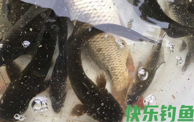 用什么饵料钓鲶鱼最快？(图4)