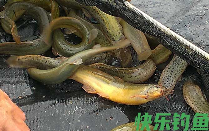 钓泥鳅用什么饵料？(图1)