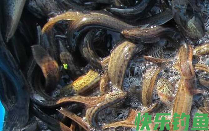 钓泥鳅用什么饵料？(图4)