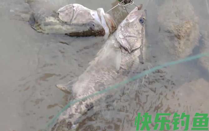 路亚鳜鱼用什么颜色的饵？(图3)