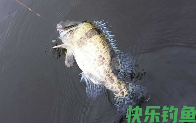 路亚鳜鱼用什么颜色的饵？(图4)