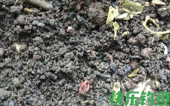 花盆怎么养蚯蚓来钓鱼？(图4)