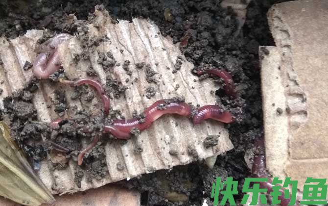 花盆怎么养蚯蚓来钓鱼？(图3)