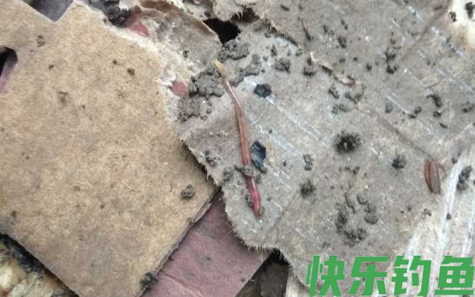 花盆怎么养蚯蚓来钓鱼？(图5)