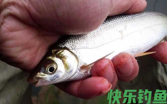 鲴鱼用什么打窝最好钓?(图2) 鲴鱼用什么打窝最好钓?(图2)