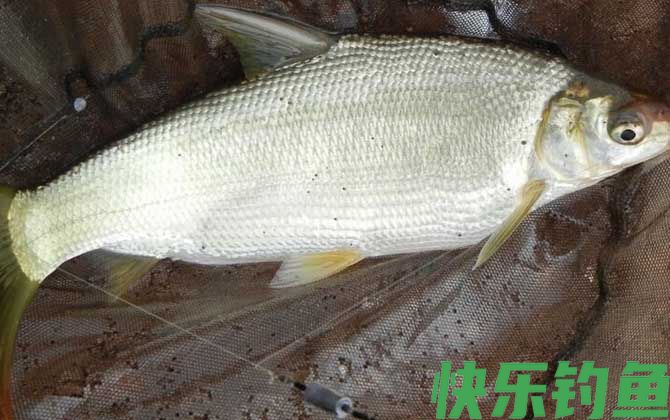 鲴鱼用什么打窝最好钓?(图3) 鲴鱼用什么打窝最好钓?(图3)