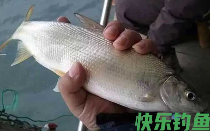 鲴鱼用什么打窝最好钓?(图5) 鲴鱼用什么打窝最好钓?(图5)
