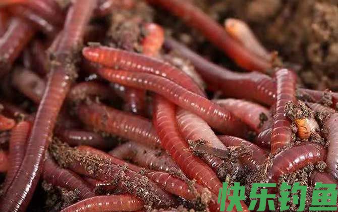 露天养蚯蚓养殖技术(图3)